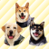 Platine de A Summer with the Shiba Inu<br>obtenu le 2 avril 2022 à 18:28