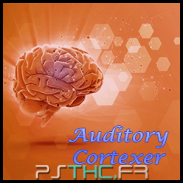 Auditory Cortexer 