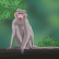 Platine de The Monkey P<br>obtenu le 31 décembre 2022 à 17:59