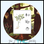 Forest expert Forest expert