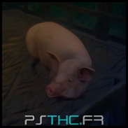 Pig pet